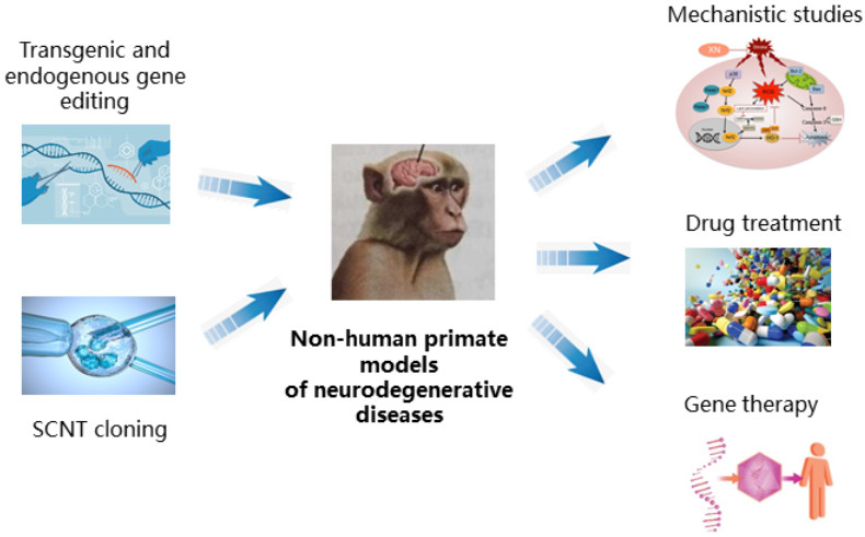 Enhancement of neurodegenerative disease models through optimized transgene and somatic cell nuclear transfer in primates. (OA Literature)