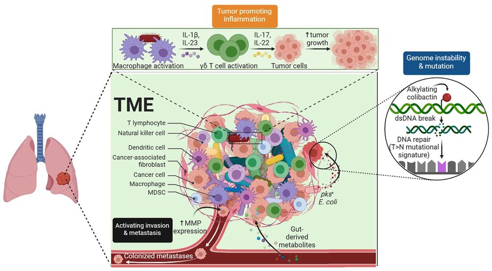 Tumor Microenvironment. The complex TME, which includes tumor cells, blood vessels, immune cells, and stromal components. (OA Literature)
