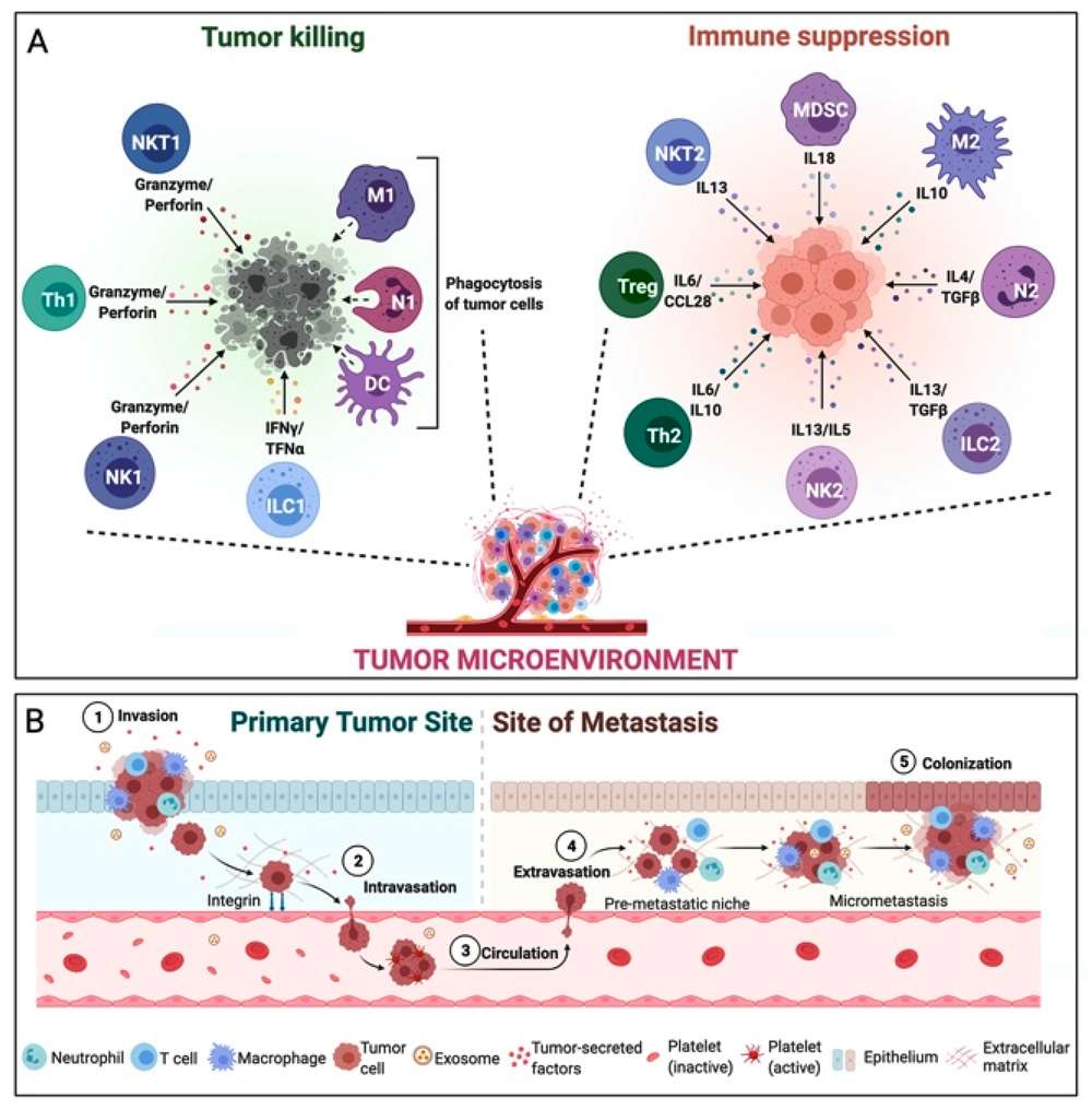 Simplified schematic representation of the tumor microenvironment. (OA Literature)