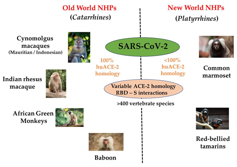 Pictorial representation of the major NHP species used to evaluate different aspects of SARS-CoV-2 species. (OA Literature)