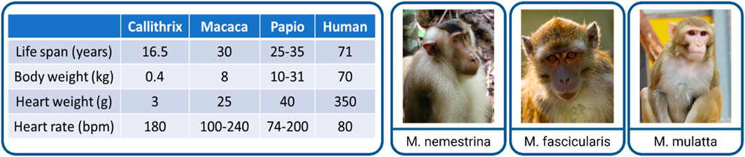 Non-human primates as a late preclinical model of cardiac remuscularization. (OA Literature)