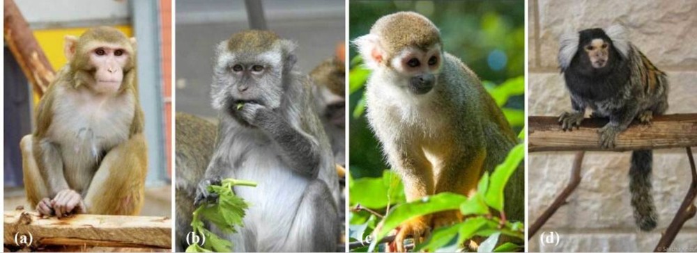 Nonhuman primates used in obstructive lung disease research. (OA Literature)
