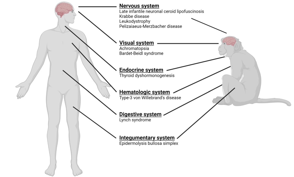 A graphical representation of select rare diseases for which genetic models in nonhuman primates have been developed. (OA Literature)