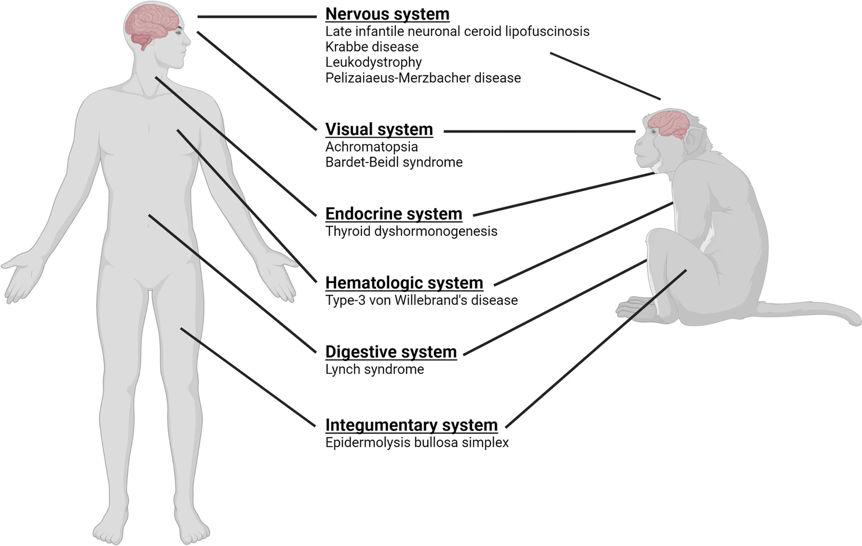A graphical representation of select rare diseases for which genetic models in nonhuman primates have been developed. (OA Literature)