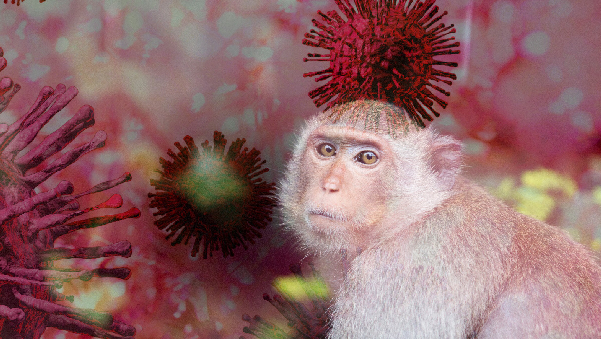 Fig.2 NHP-Based Disease Models. (Creative Biolabs Authorized)