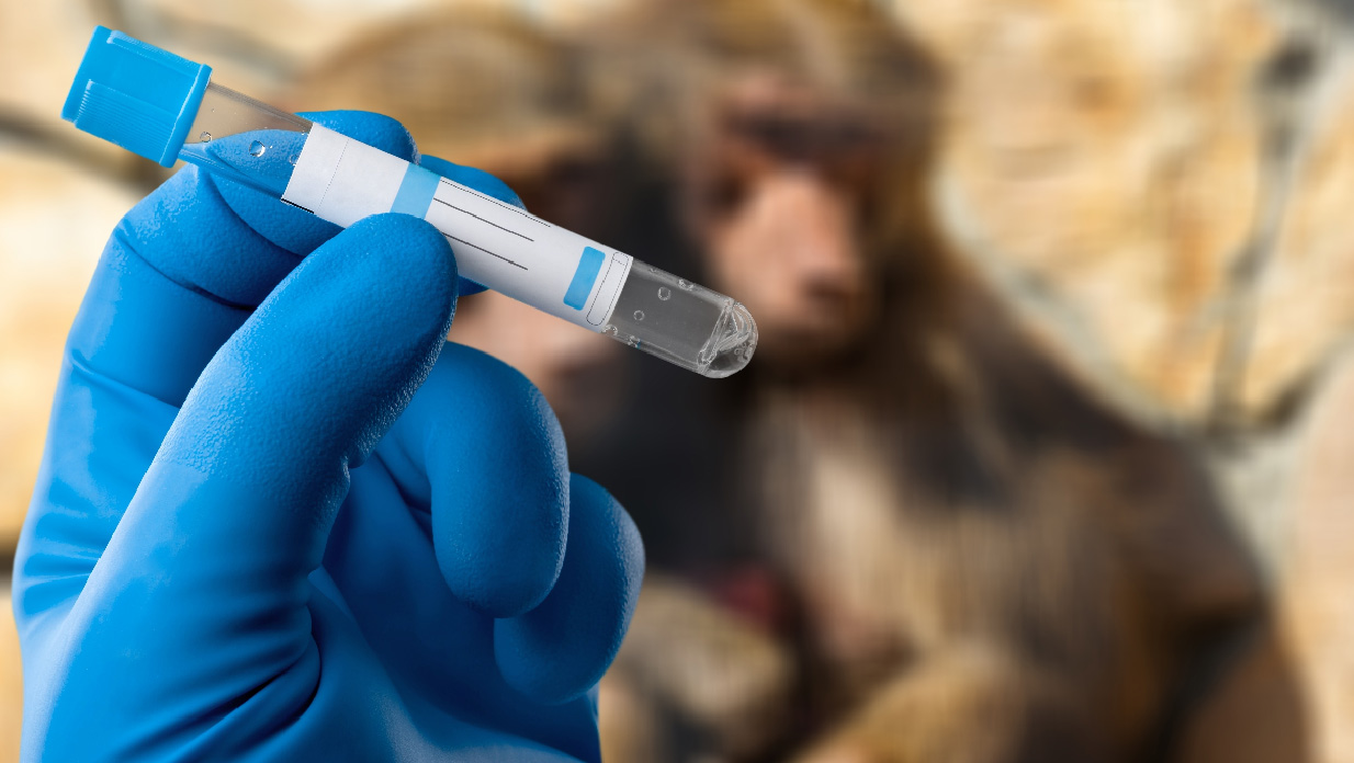 Fig.1 NHP In Vivo Pharmacokinetic Study Service. (Creative Biolabs Authorized)