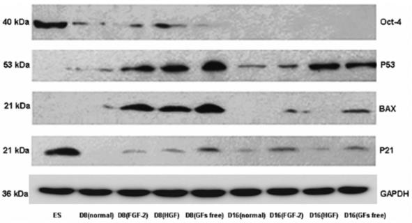 Dynamic expression of p53 and p53 targets during ND analyzed with western blotting.