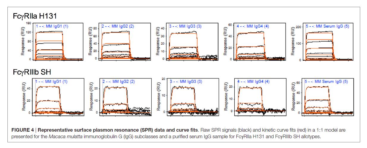 Representative surface plasmon resonance (SPR) data and curve fits.