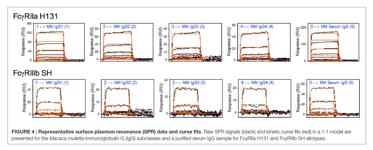 representative surface plasmon resonance (sPr) data and curve fits.