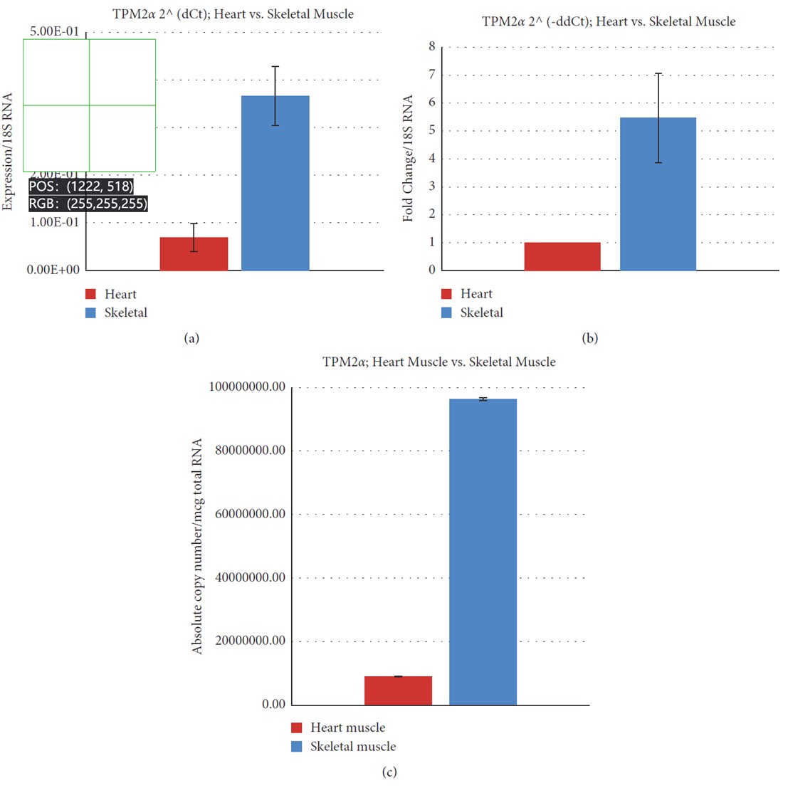 Relative and absolute expression of TPM2& in Cyn striated muscles.