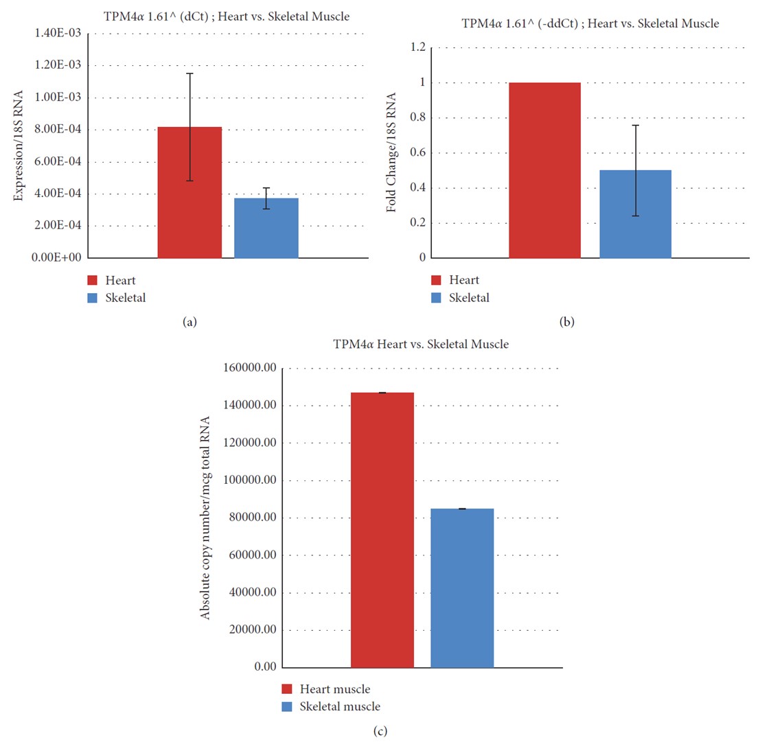 Relative and absolute expression of TPM4& in Cyn striated muscles.