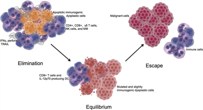 Tumor immunosurveillance and immunoediting.