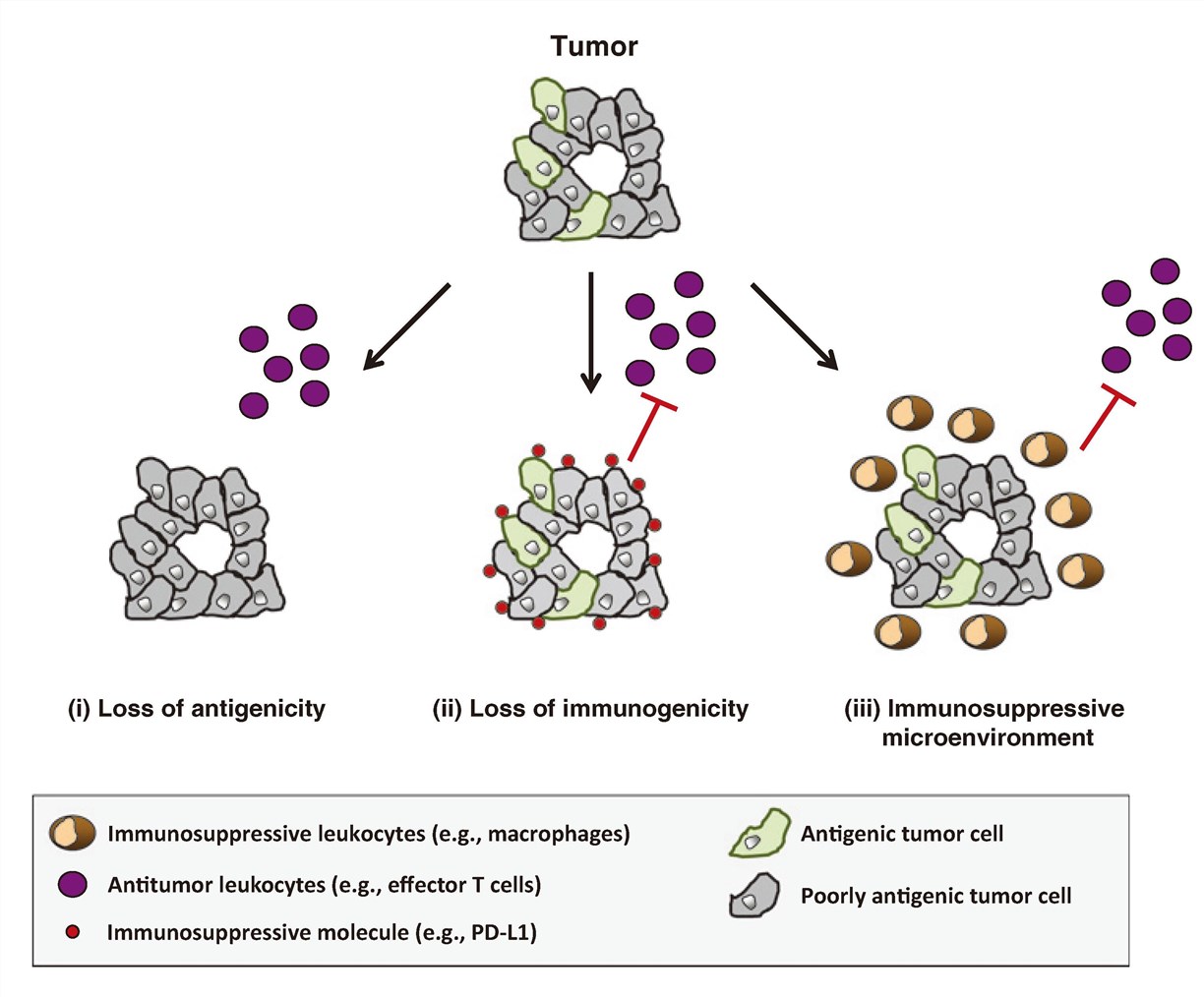 Immune escape mechanisms in cancer.