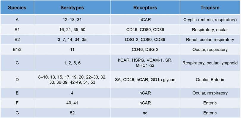 Human adenovirus classification, tropism and receptors.