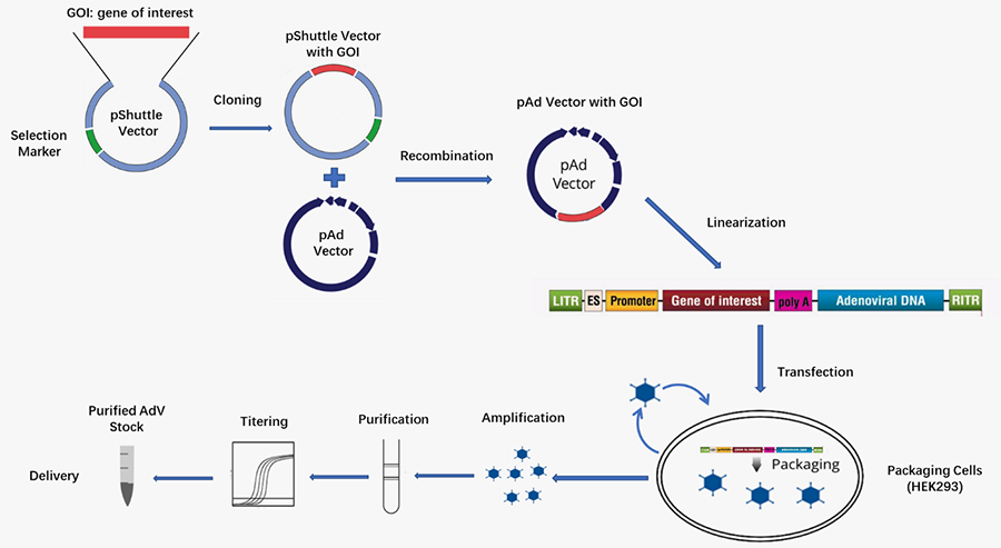 Workflow of oncolytic adenovirus construction at Creative Biolabs.