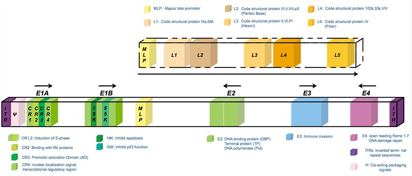 The scheme of the wild type serotype 5 adenovirus genome.