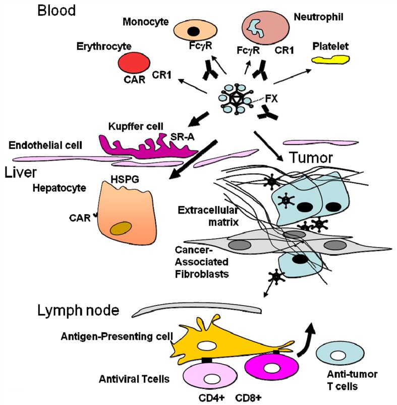  Obstacles to overcome in adenovirus-mediated virotherapy. 