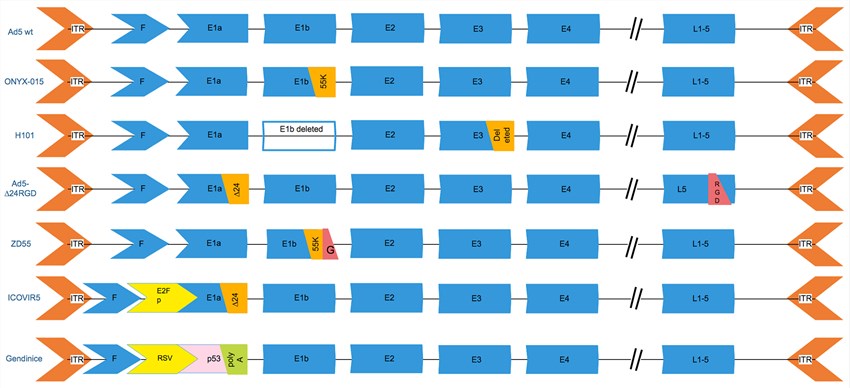 The genetic modifications of common oncolytic adenovirus vectors. 