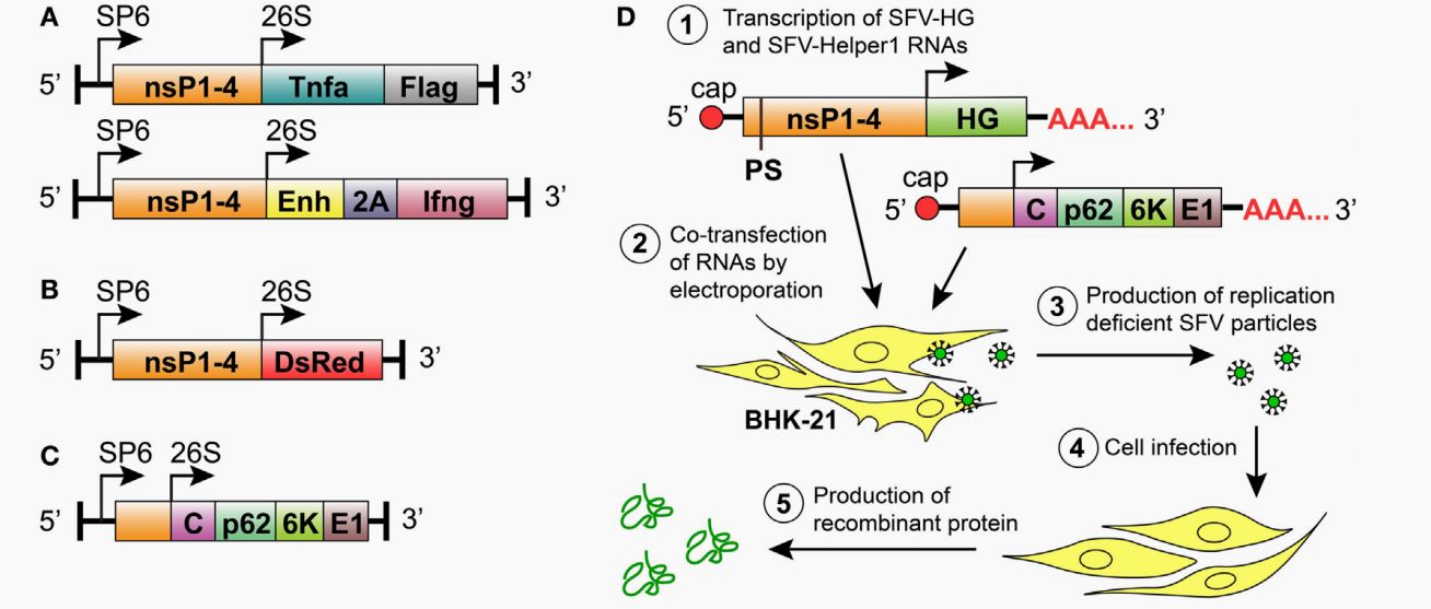 Semliki Forest virus (SFV) vectors used in this study for the replication-deficient expression system. 