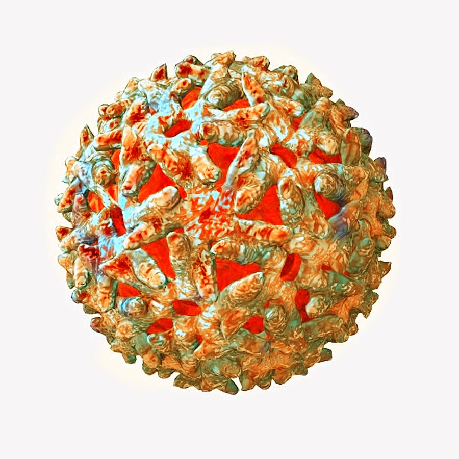 Sindbis Virus 3D Model.