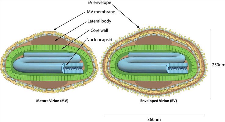 Schematic representation of the structures of mature and enveloped virions.