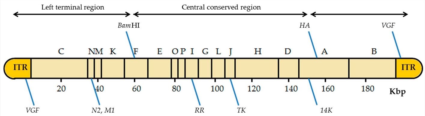 Genome composition of vaccinia virus and commonly used gene editing sites. (OA Literature)