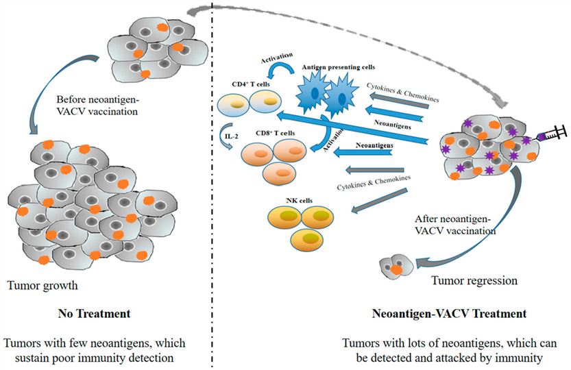 Schematic representation of the mechanism of neoantigen-VV treatment of tumor cells. (OA Literature)