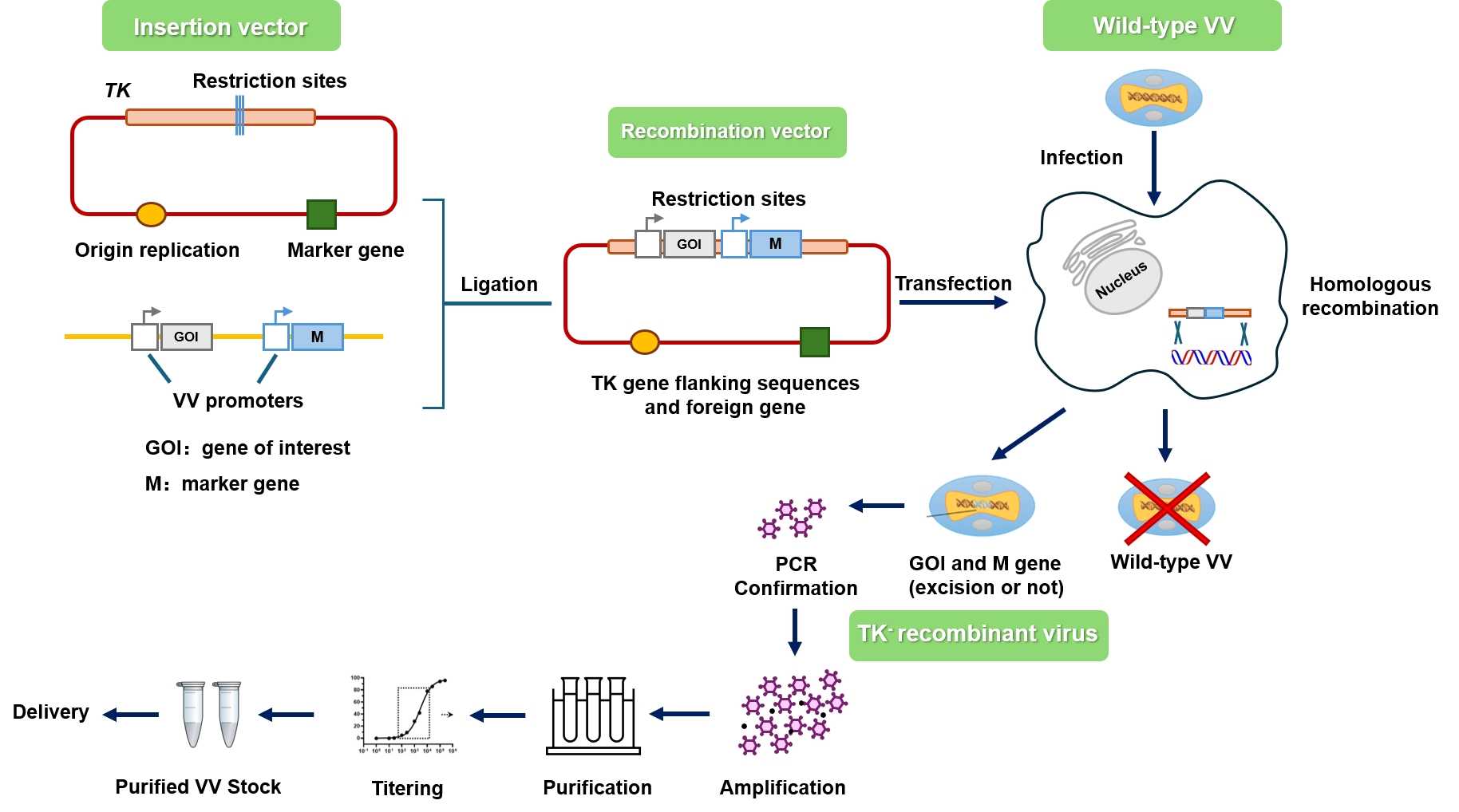 Creative Biolabs construction of oncolytic vaccinia virus service process. (Creative Biolabs Original)