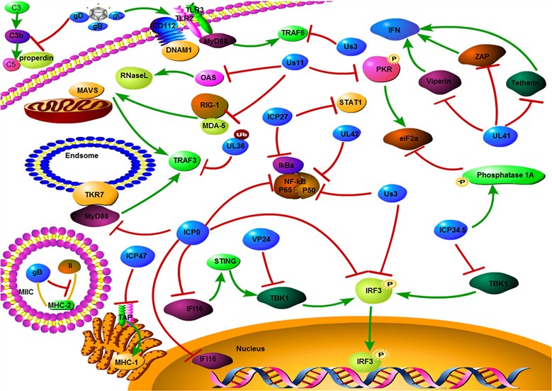 Mechanism of HSV evades host immune responses.