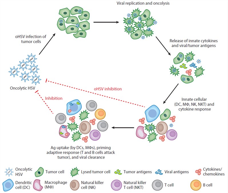 Dual mechanisms of action for oHSVs in cancer treatment.
