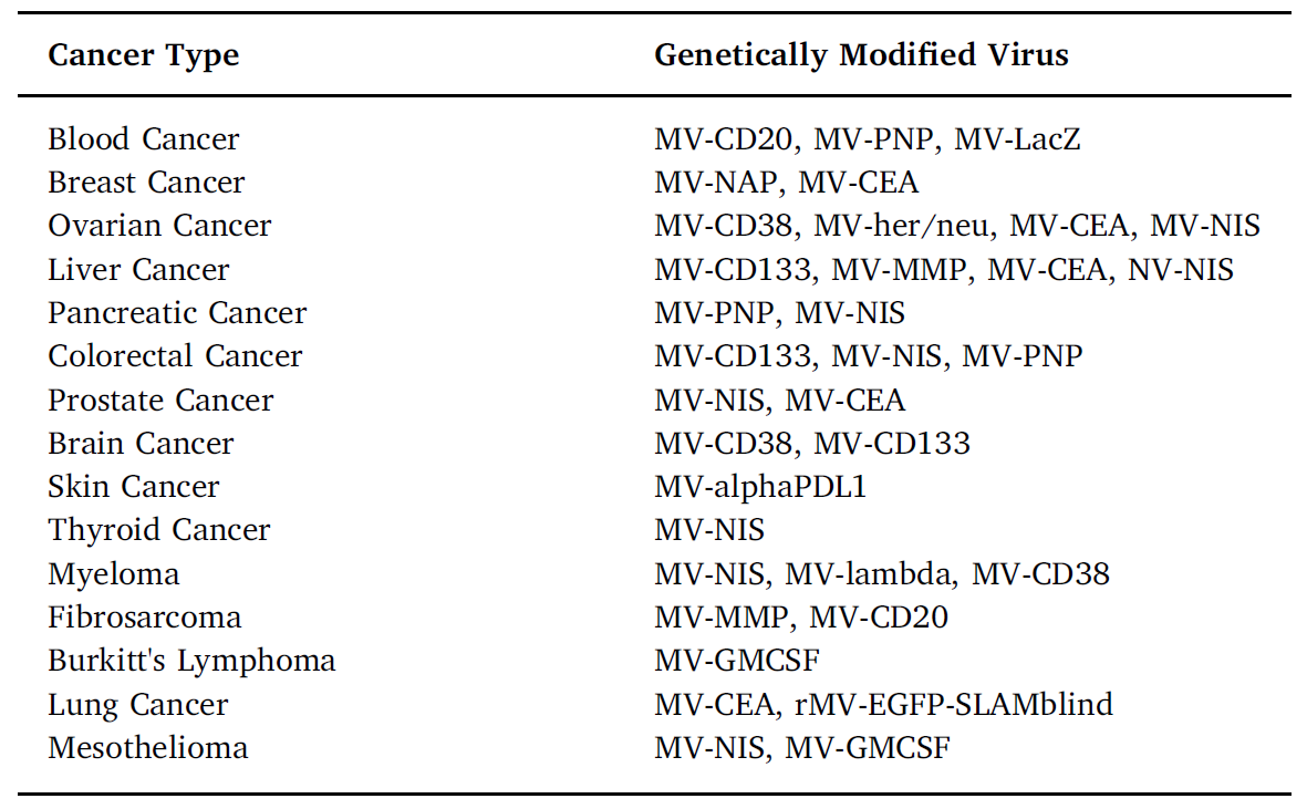 Genetically engineered measles virus used for oncolytic virotherapy.