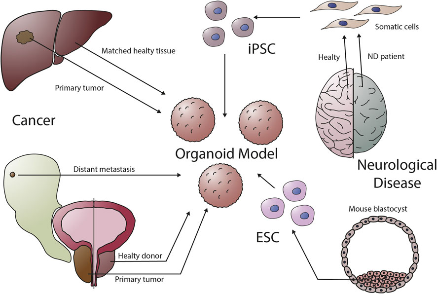 Different organs and cell sources of organoid models. (OA Literature)