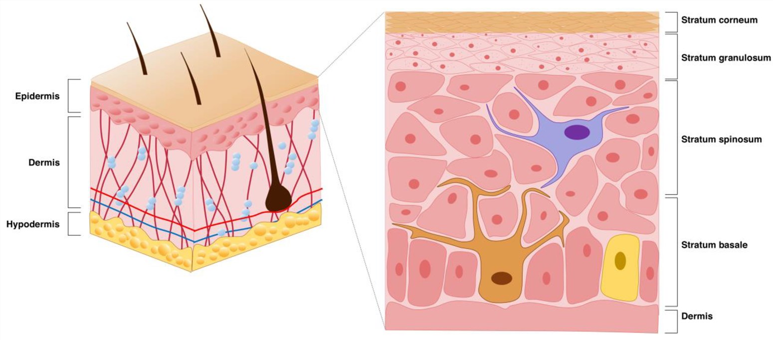 The main structure of the skin. (OA Literature)