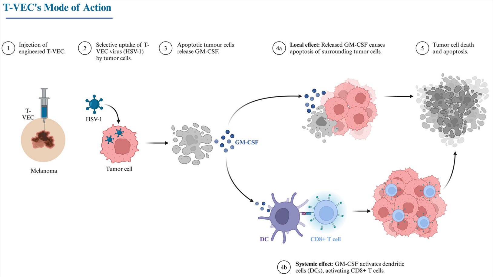 The main mechanism of T-VEC in the treatment of melanoma. (OA Literature)