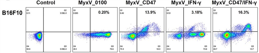 FACS analyses of membrane CD47 after armed MyxVs infection. (OA Literature)