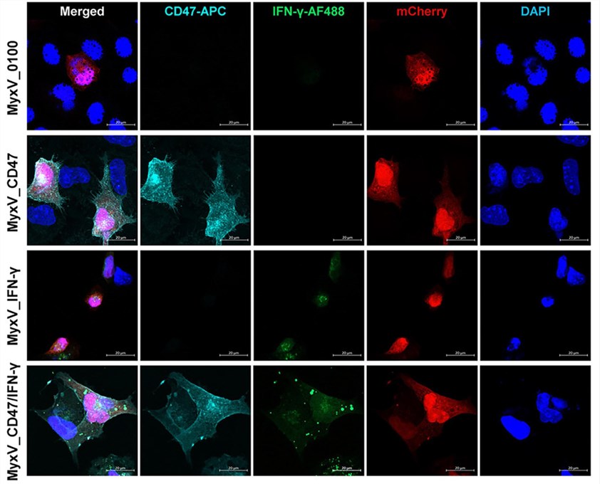 Representative fluorescence microscopic images of B16F10 cells 48 h post-infection with the MyxVs. (OA Literature)