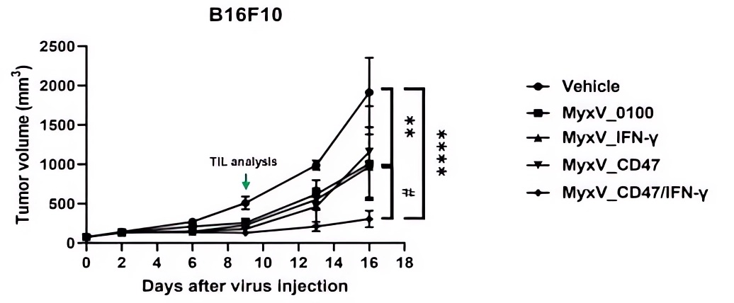 B16F10 tumor volumes are measured by caliper. (OA Literature)