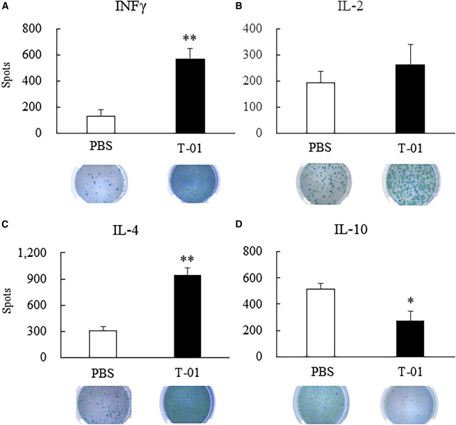 The secretion of cytokines by immune cells was measured by enzyme-linked immunospot assay. (OA Literature)
