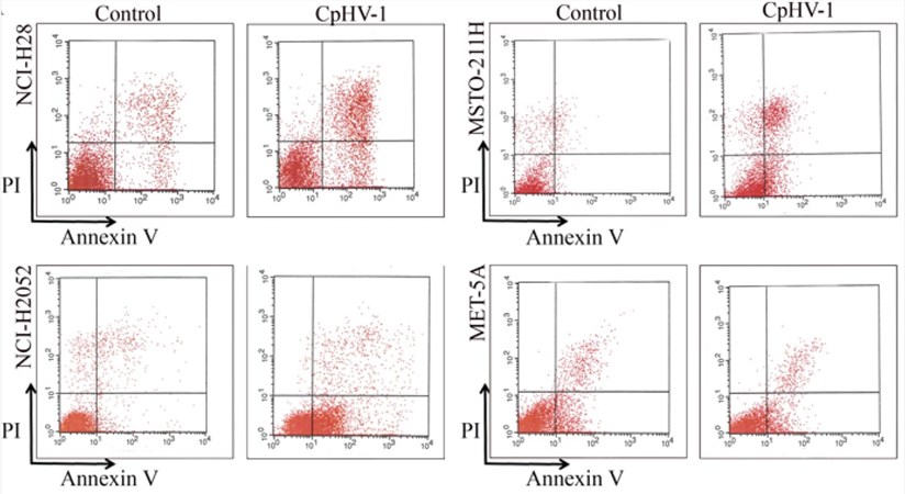 The apoptosis of tumor cells after infection with an oncolytic virus was analyzed by flow cytometry. (OA Literature)
