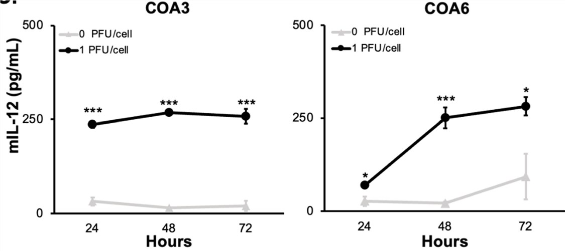 ELISA was used to detect the expression of IL-12 armed with mIL-12 oncolytic virus (OA Literature)