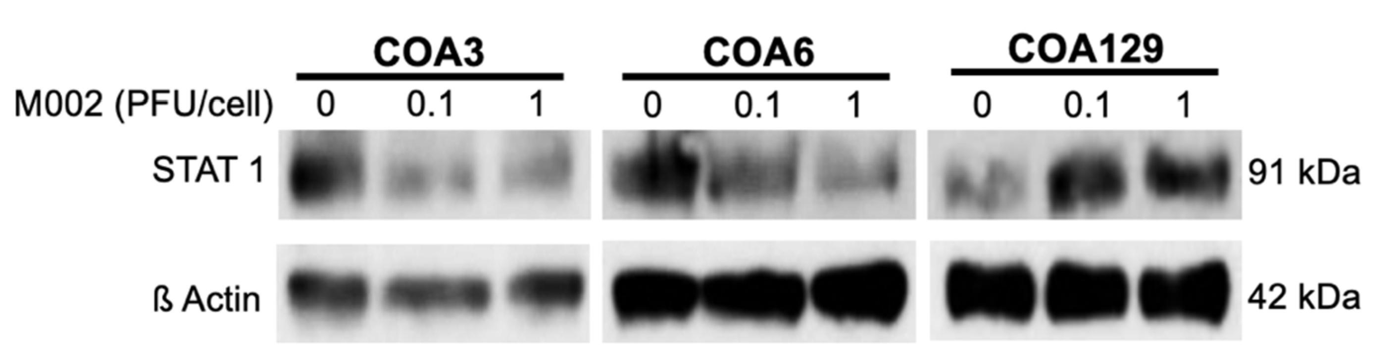 Western Blot was used to detect the expression of target proteins. (OA Literature)
