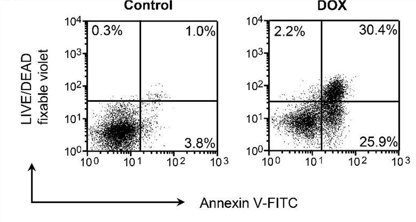 Early and late apoptosis of tumor cells was detected using flow cytometry. (OA Literature)