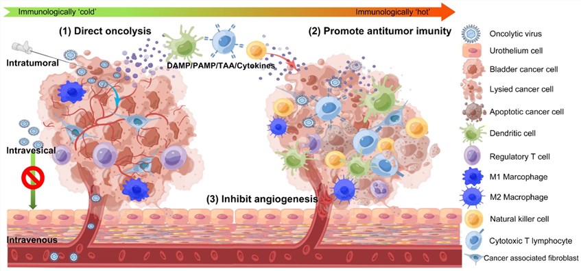 Proposed antitumor mechanisms of oncolytic viruses in bladder cancer. (OA Literature)