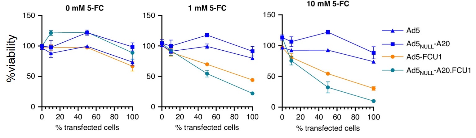 Effect of different concentrations of oncolytic virus on the viability of pancreatic ductal adenocarcinoma cells. (OA Literature)