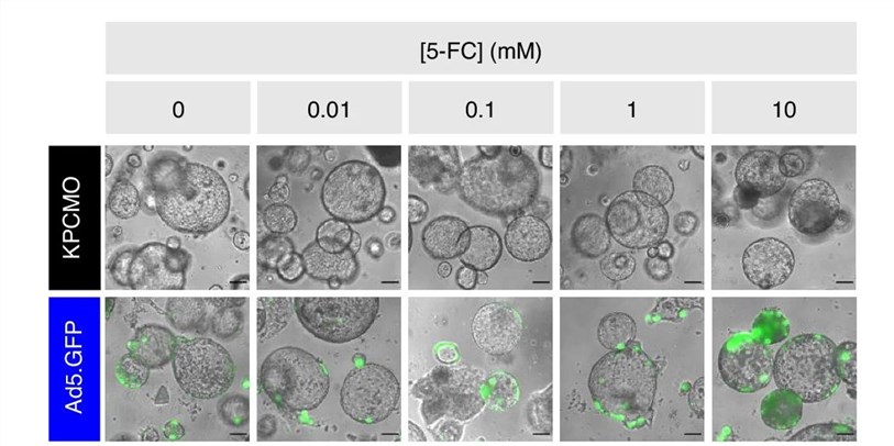 The GFP protein in oncolytic viruses is indicative of the effect of infection. (OA Literature)
