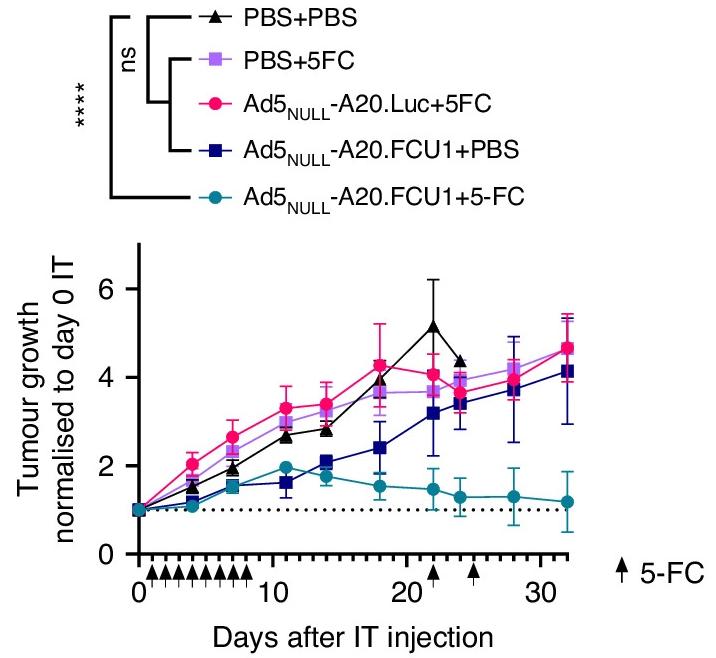 Oncolytic viruses cause a significant reduction in tumor volume. (OA Literature)