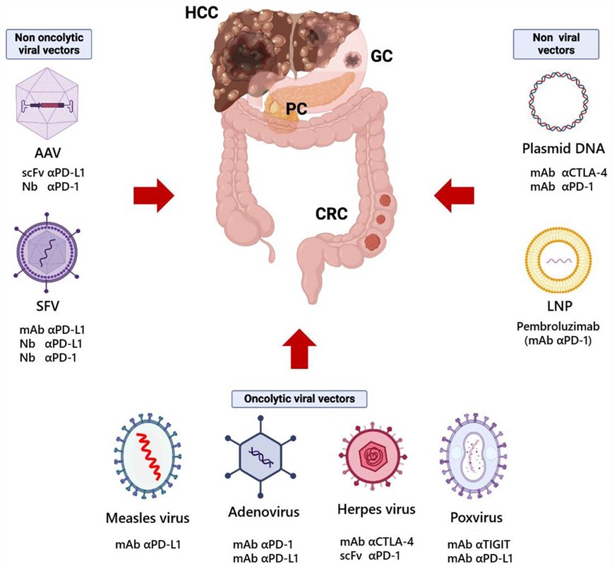 Oncolytic viral vectors are loaded with different monoclonal antibodies for the treatment of digestive system tumors. (OA Literature)