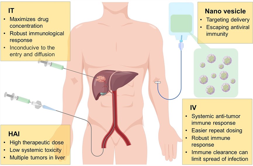 Methods commonly used for intra-hepatic delivery of oncolytic viruses include HAI, IV, and IT. (OA Literature)