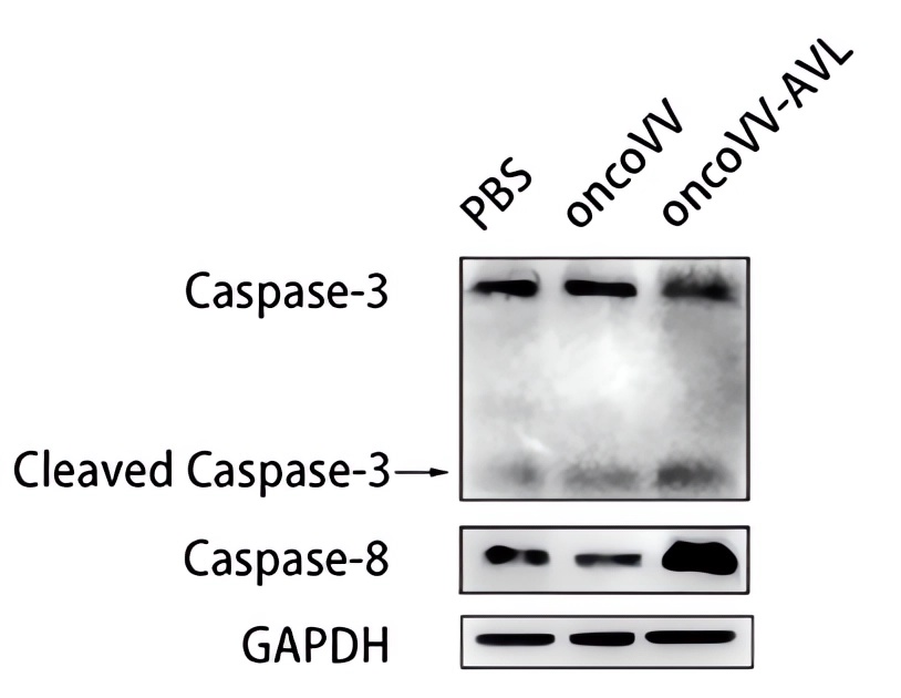 Western blot is used to verify the expression of apoptosis-related proteins. (OA Literature)