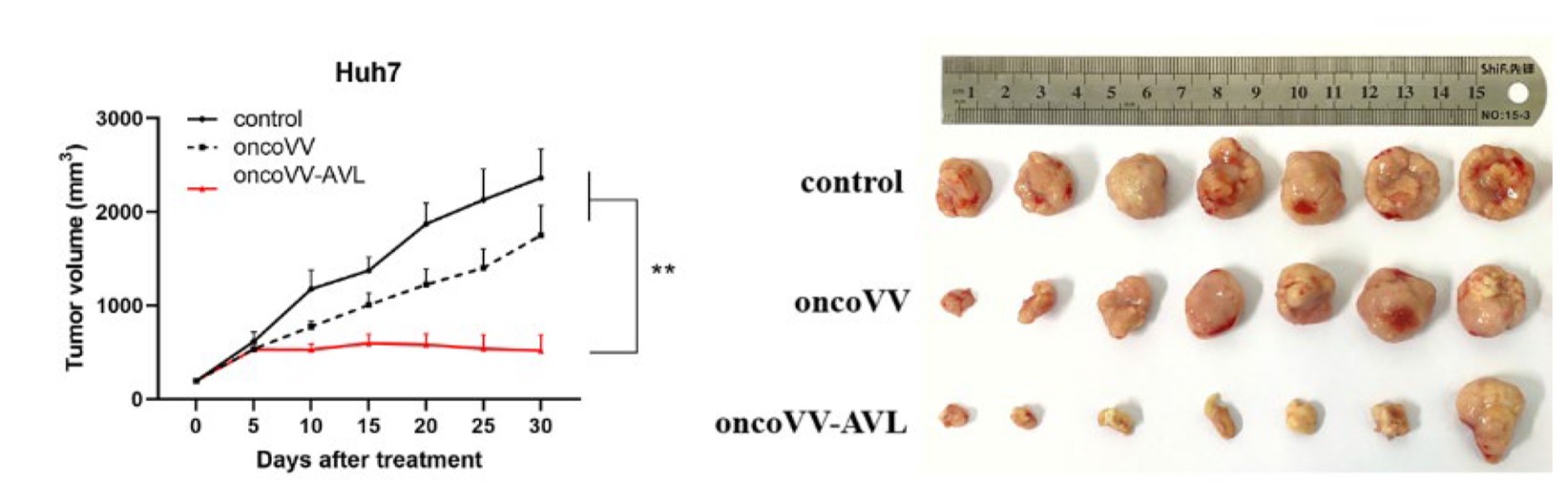 Volume growth curve of Huh7 tumor. (OA Literature)